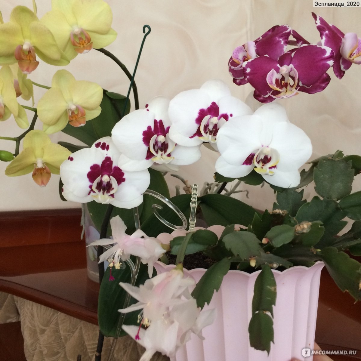 Субстрат и кора для орхидей