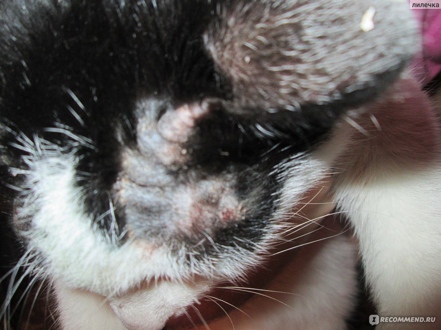 Мазь Ям Фарматон для лечения заболеваний кожи - «Как лечила лишай у кота.  Мой метод лечения, и фото результата. » | отзывы