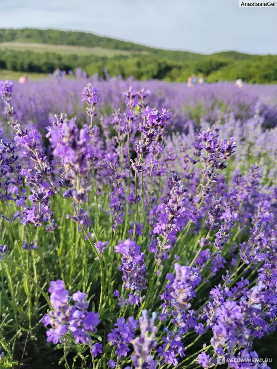 Дом ароматных трав/ Maison Des Plantes Aromatiques, Новороссийск, Краснодарский  край, Россия - «🪻Прованс в паре часов езды от дома. 💜Цветущие лавандовые  поля можно увидеть всего лишь две недели в году, но это