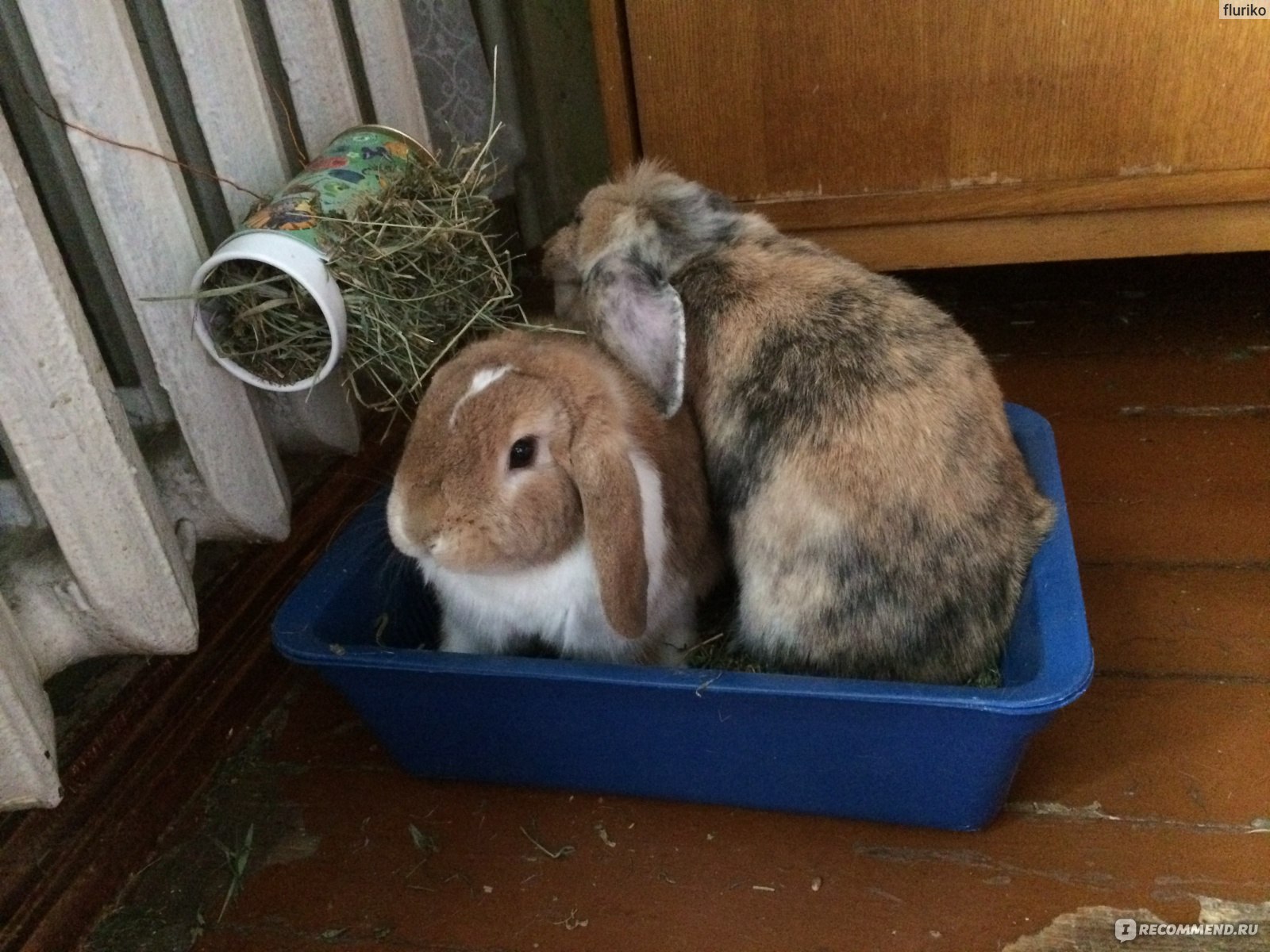 Как ухаживать за домашним кроликом - Декоративные кролики