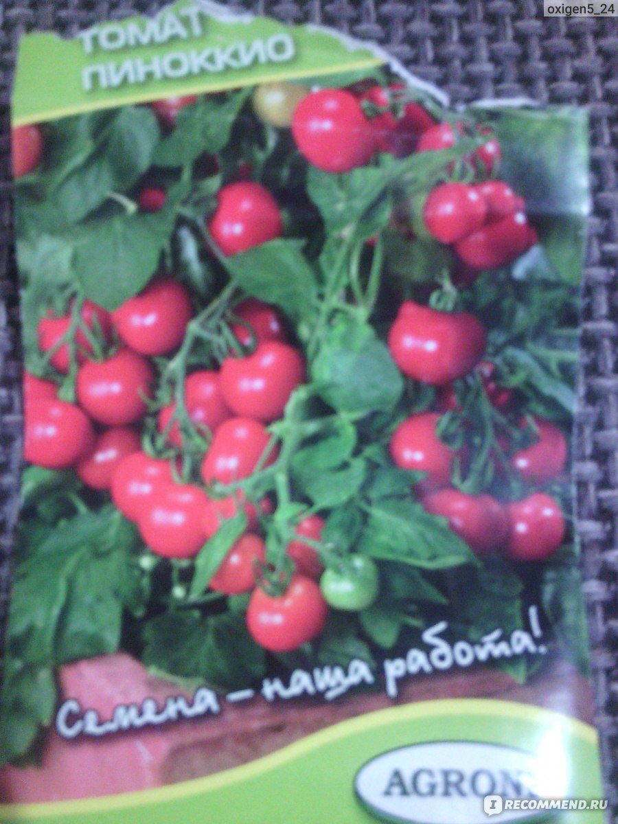 Семена AGRONI томат Пиноккио - «компактный и урожайный томат!» | отзывы