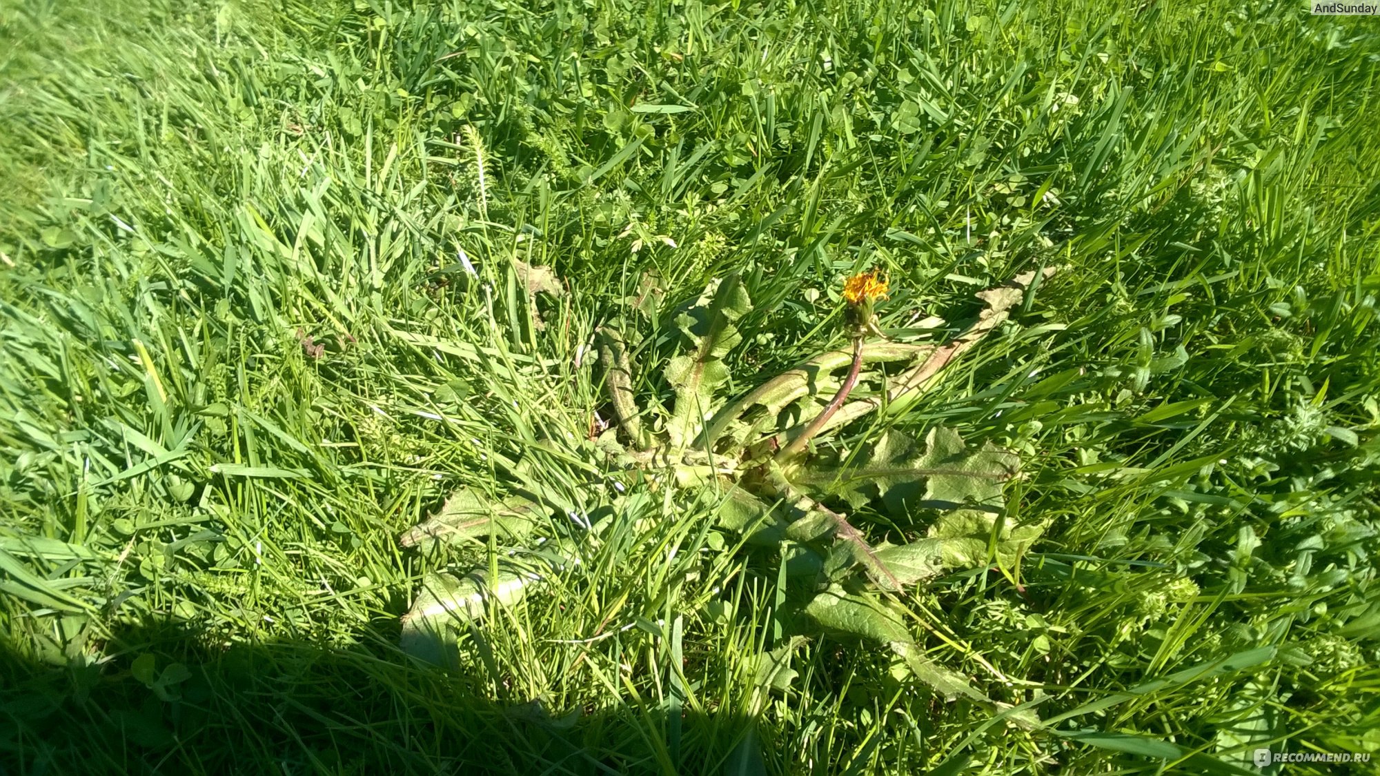 американка трава сорняк фото