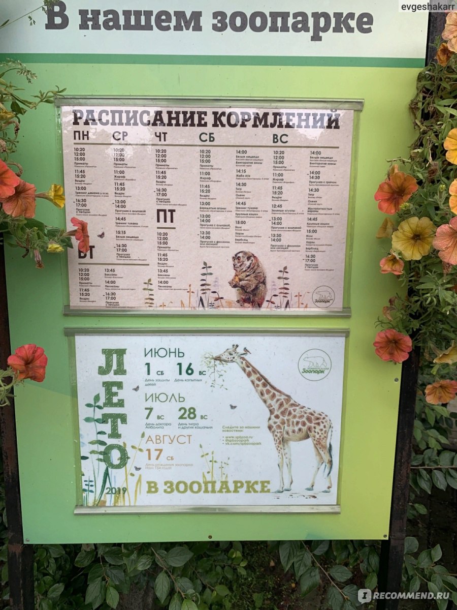 Зоопарк расписание кормлений