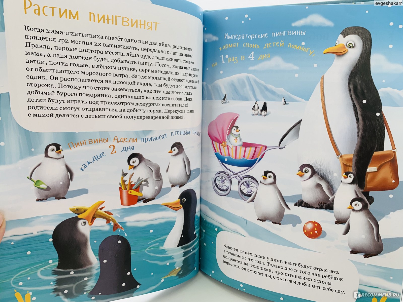 Рассказы про пингвинов для детей. Книга я Пингвин Крылов. Книги про пингвинов для детей. Энциклопедия про пингвинов.