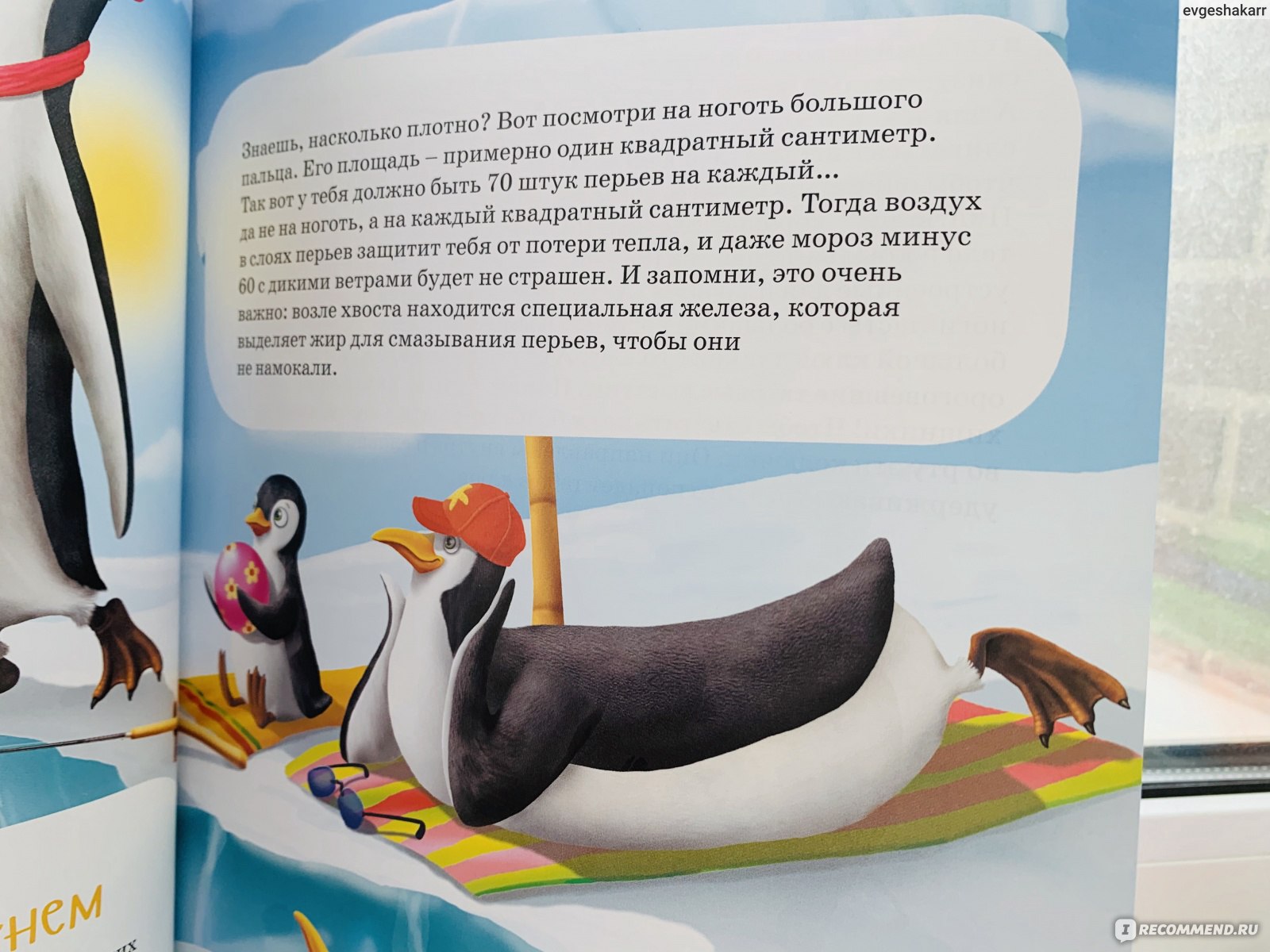 Рассказы про пингвинов для детей. Пингвин энциклопедия для детей. Интересные факты о пингвинах. Пингвин для детей. Интересные факты о пингвинах для детей.