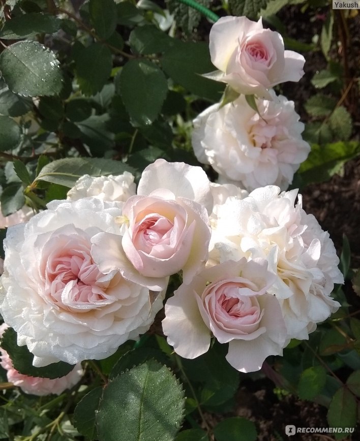 Роза Морден Блаш (Morden Blush) - «Роза Морден Блаш - жемчужно - розовая  Канадская красавица в Сибири. Восхитительно нежные цветы.» | отзывы