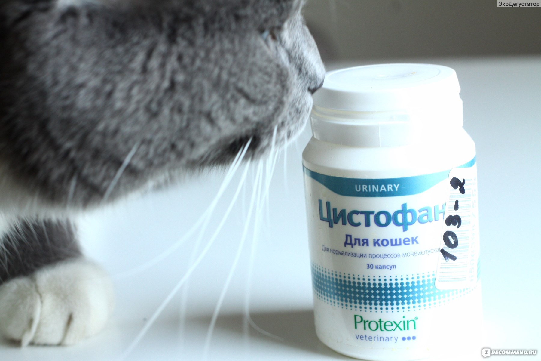 БАД PROTEXIN VETERINARY Цистофан для кошек - «Цистофан для котиков.  Прекрасная успокаивающая хозяев идея для лечения идиопатического цистита:  но всем ли подходит? Как кот на фоне приема получил вторую катеризацию при  Острой