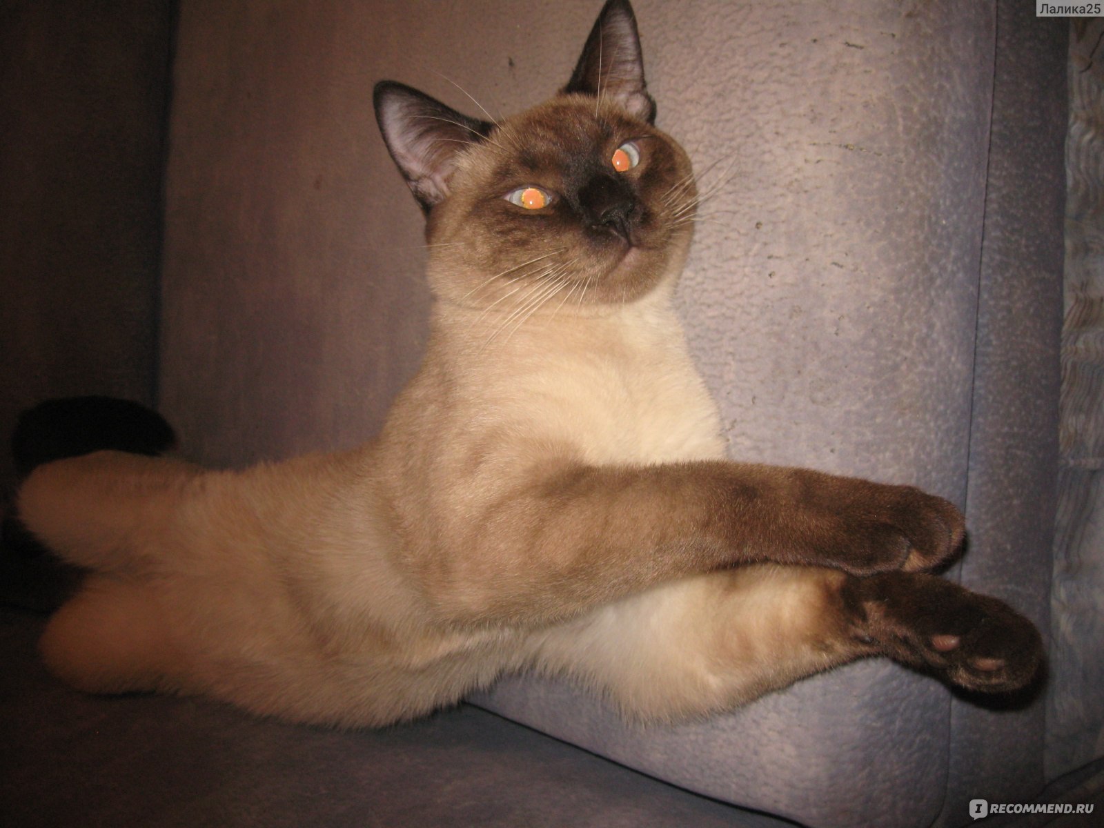 Тайская кошка - «Размер кошки, верность и ум собаки!» | отзывы