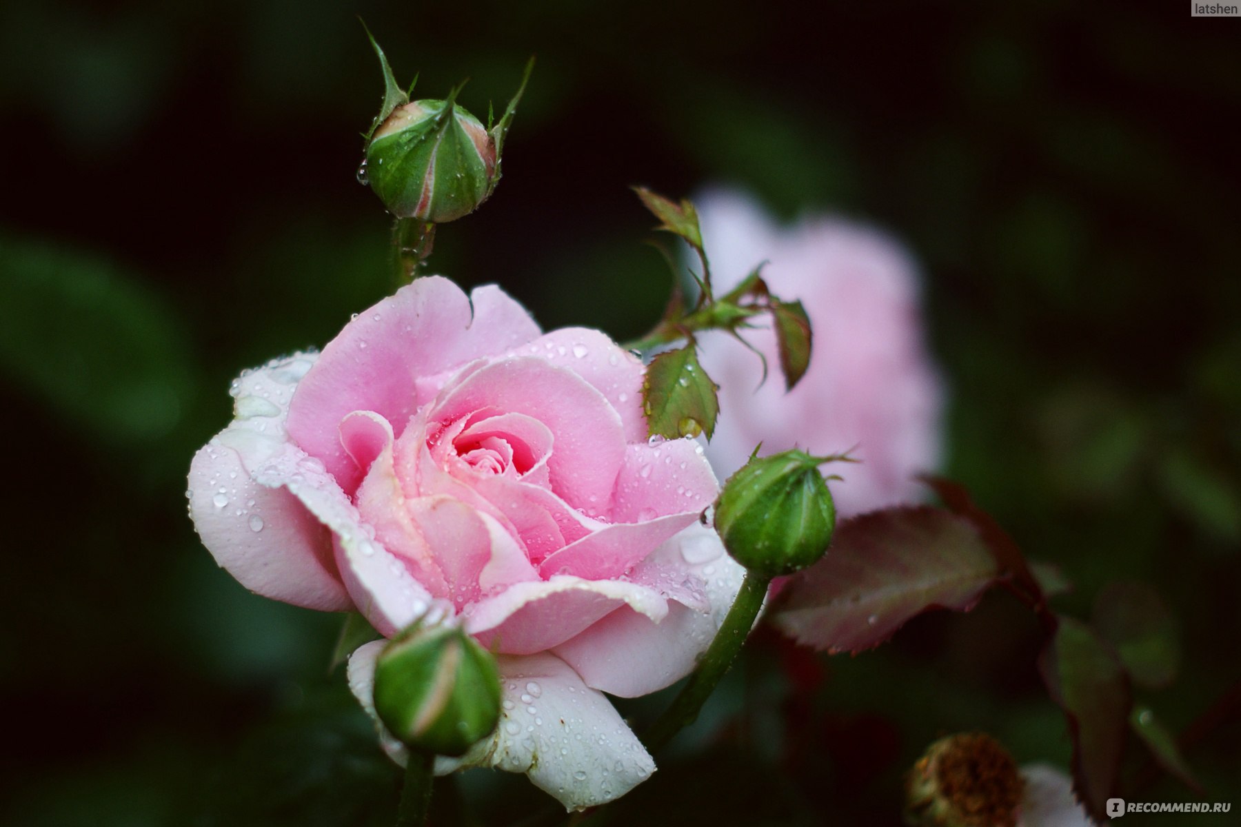 Розы Всех Видов Фото