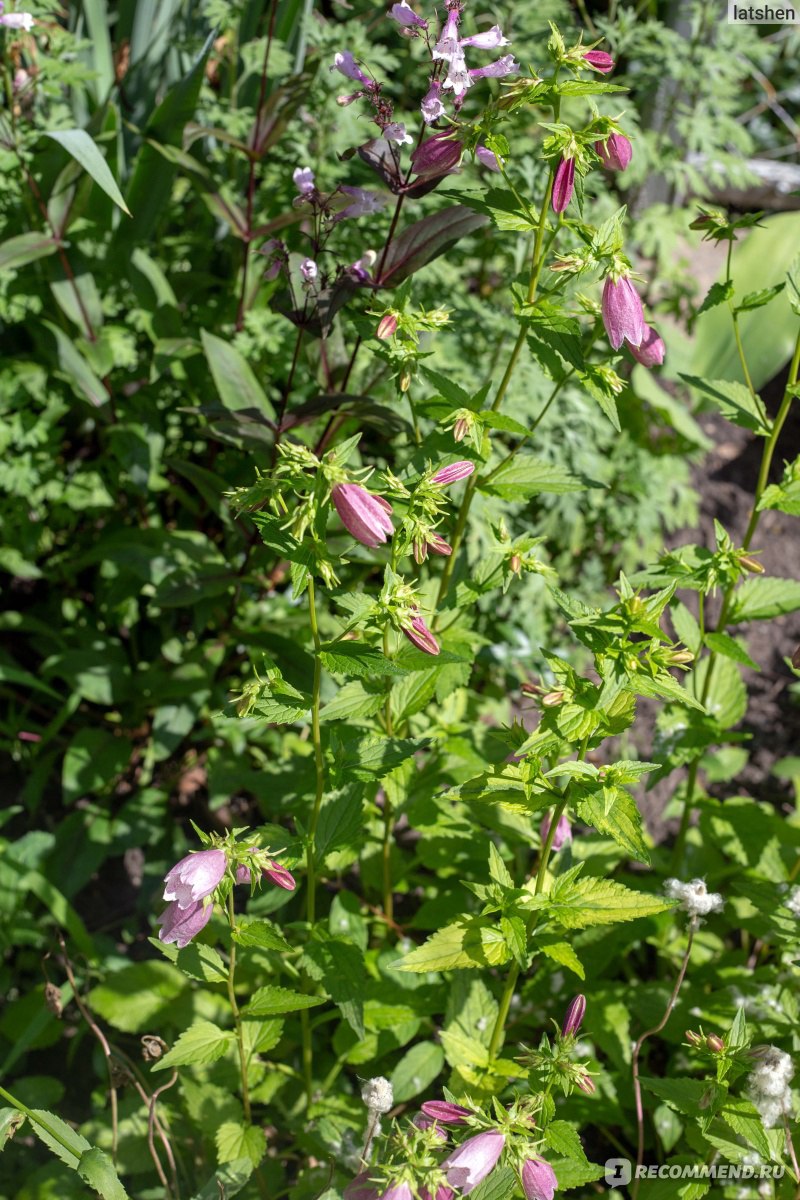 Колокольчик точечный (лат. Campanula punctata Lam.) - «Колокольчик из  сказки. Неприхотливый, зимостойкий и цветёт всё лето.» | отзывы