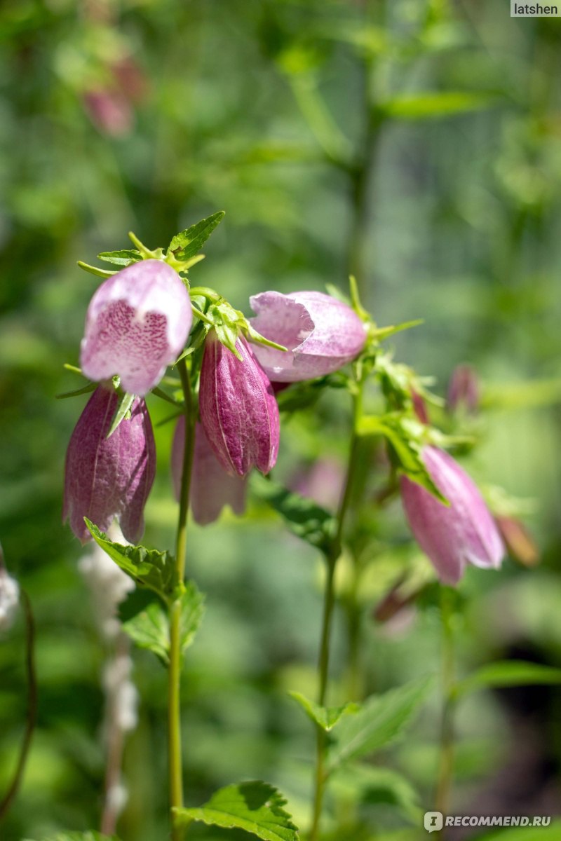 Колокольчик точечный (лат. Campanula punctata Lam.) - «Колокольчик из  сказки. Неприхотливый, зимостойкий и цветёт всё лето.» | отзывы