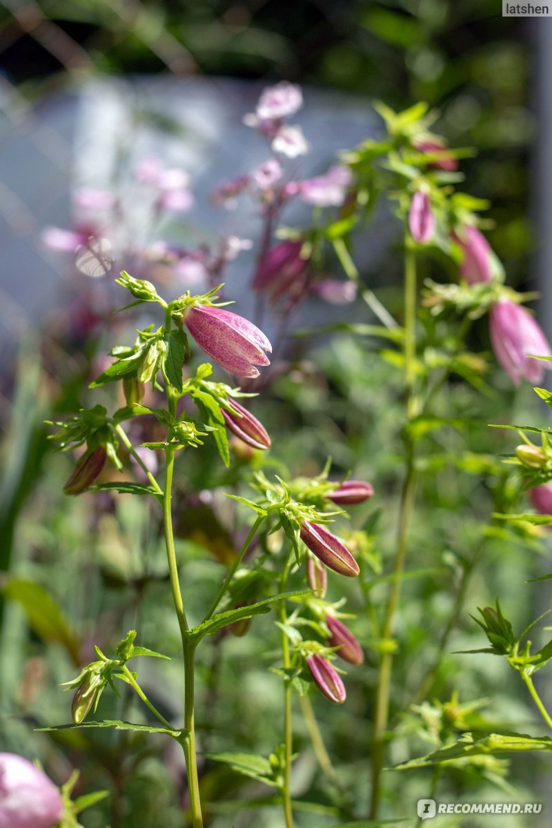 Колокольчик точечный (лат. Campanula punctata Lam.) - «Колокольчик из  сказки. Неприхотливый, зимостойкий и цветёт всё лето.» | отзывы