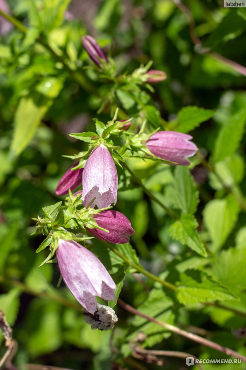 Колокольчик точечный (лат. Campanula punctata Lam.) - «Колокольчик из  сказки. Неприхотливый, зимостойкий и цветёт всё лето.» | отзывы