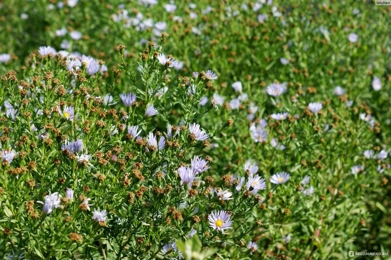 Астра Ромашковая Aster amellus