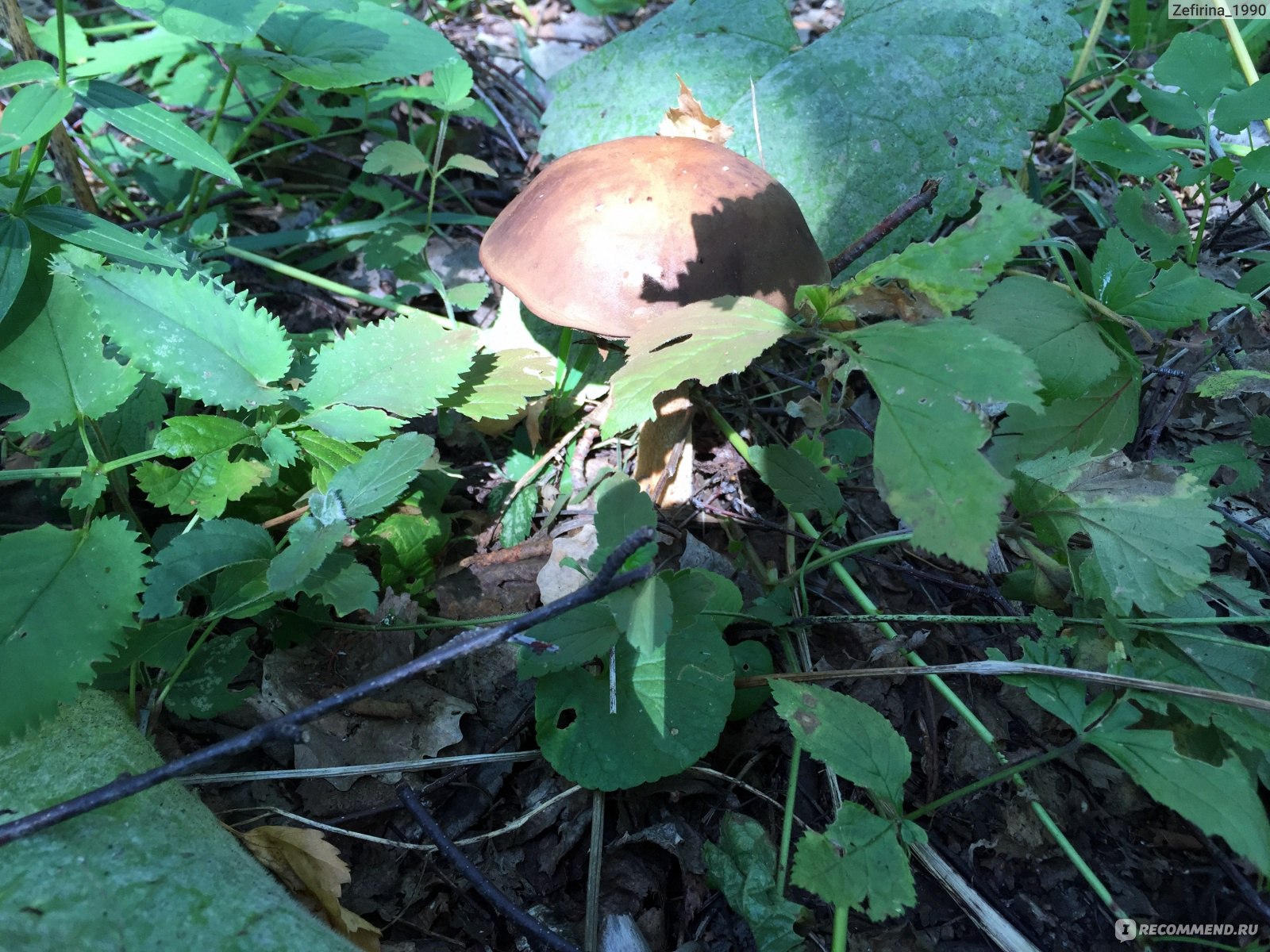 Осенние грибы в Башкирии