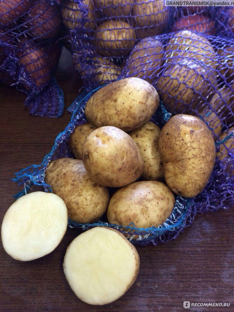 картофель вега описание сорта фото