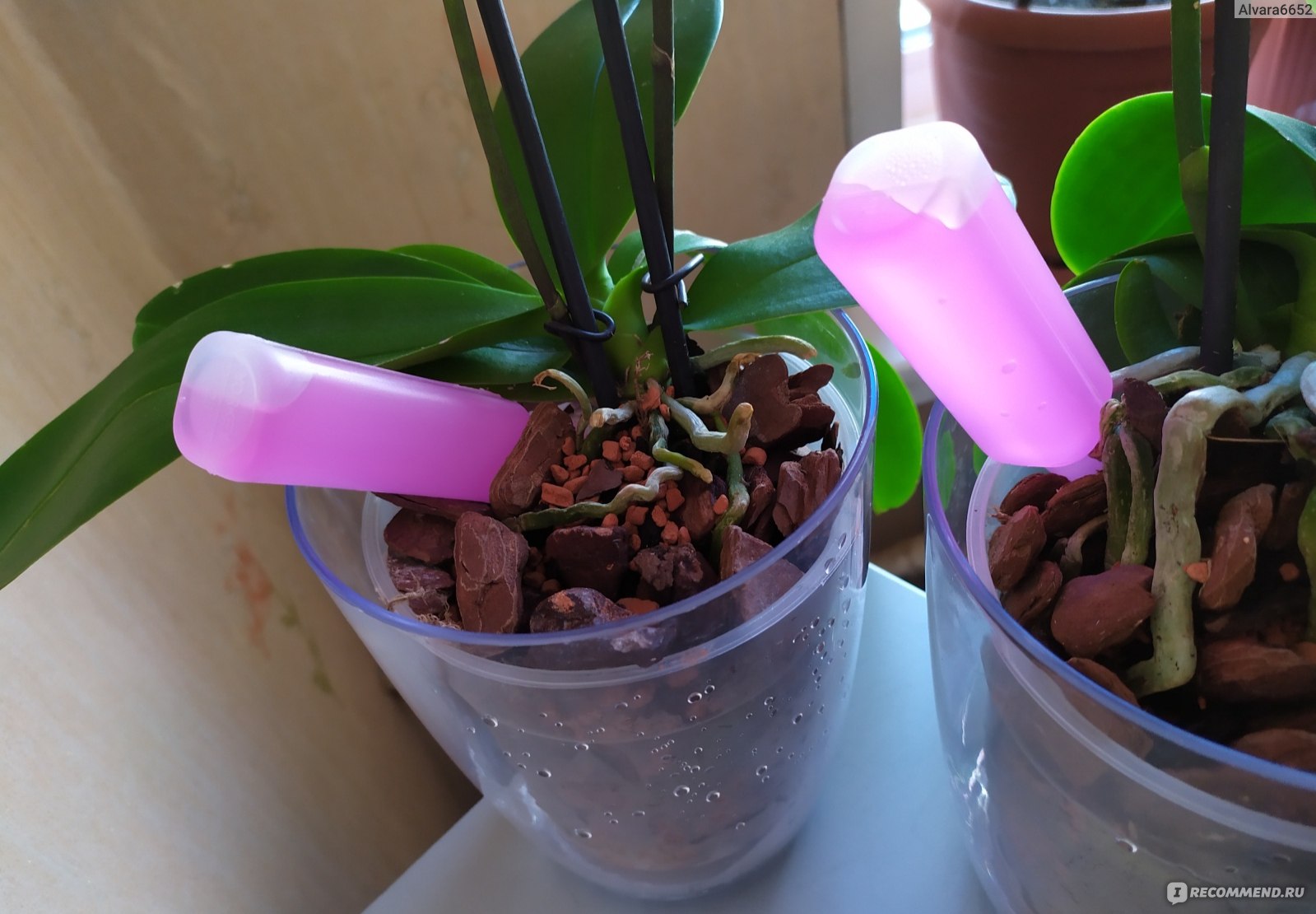 Phalaenopsis Orchid подкормка