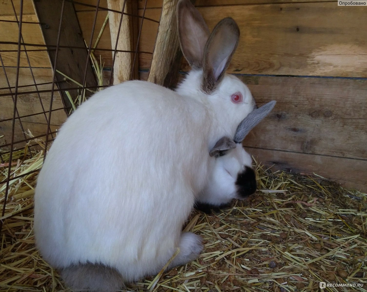 Кроликовод и кролиководство для начинающих – все про разведение кроликов