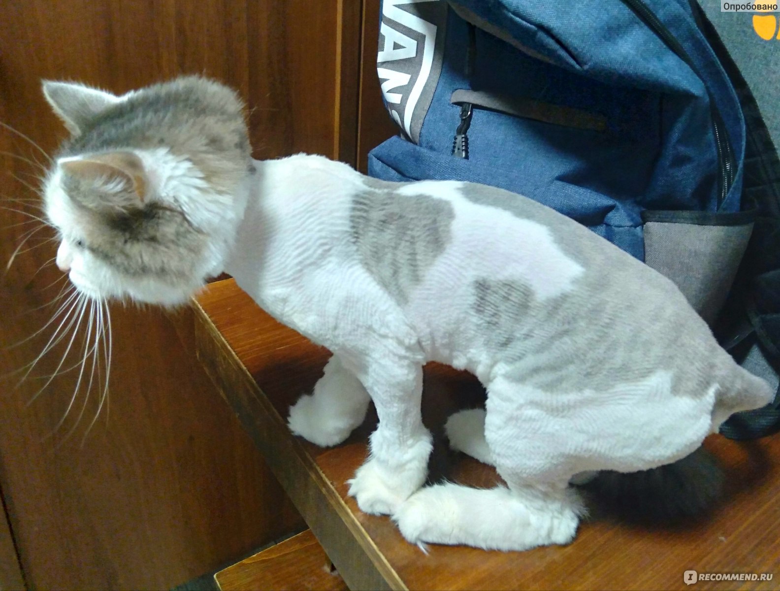 Услуги груминг-салонов для животных Стрижка кошек - «Никогда не стригите  кошек!» | отзывы