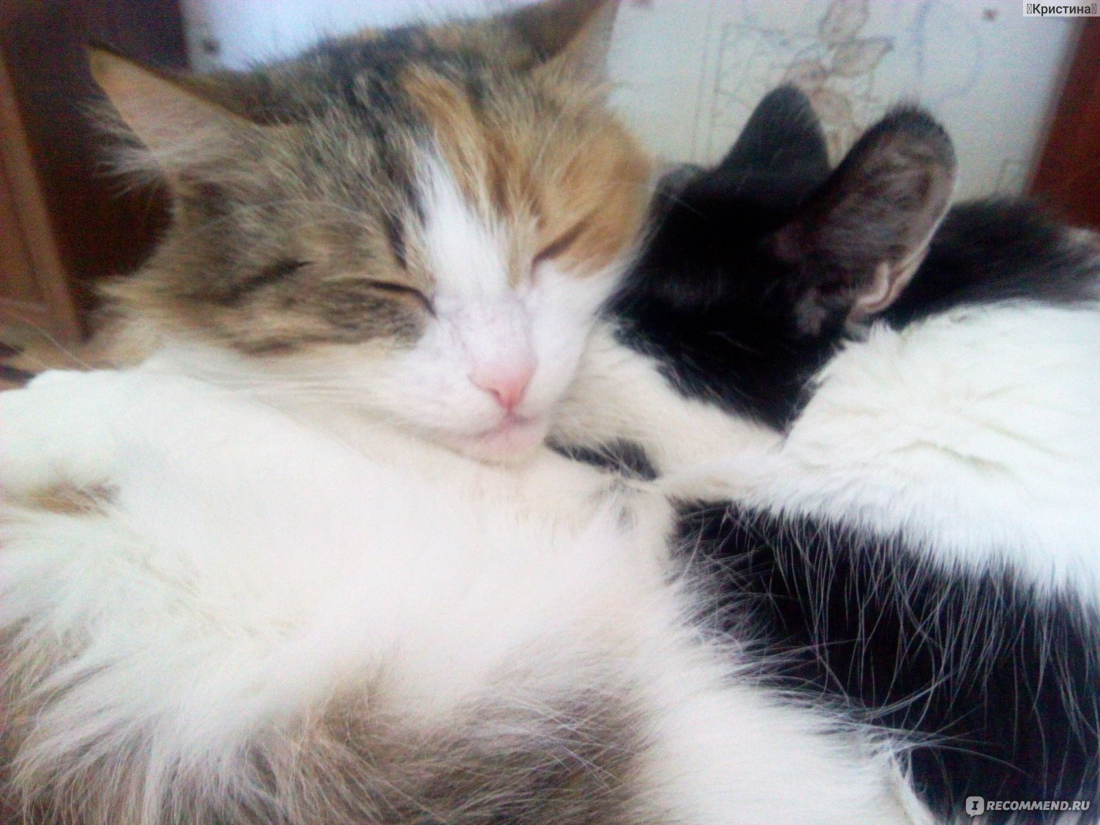 Капли успокоительные для кошек Relaxivet Spot-On фото