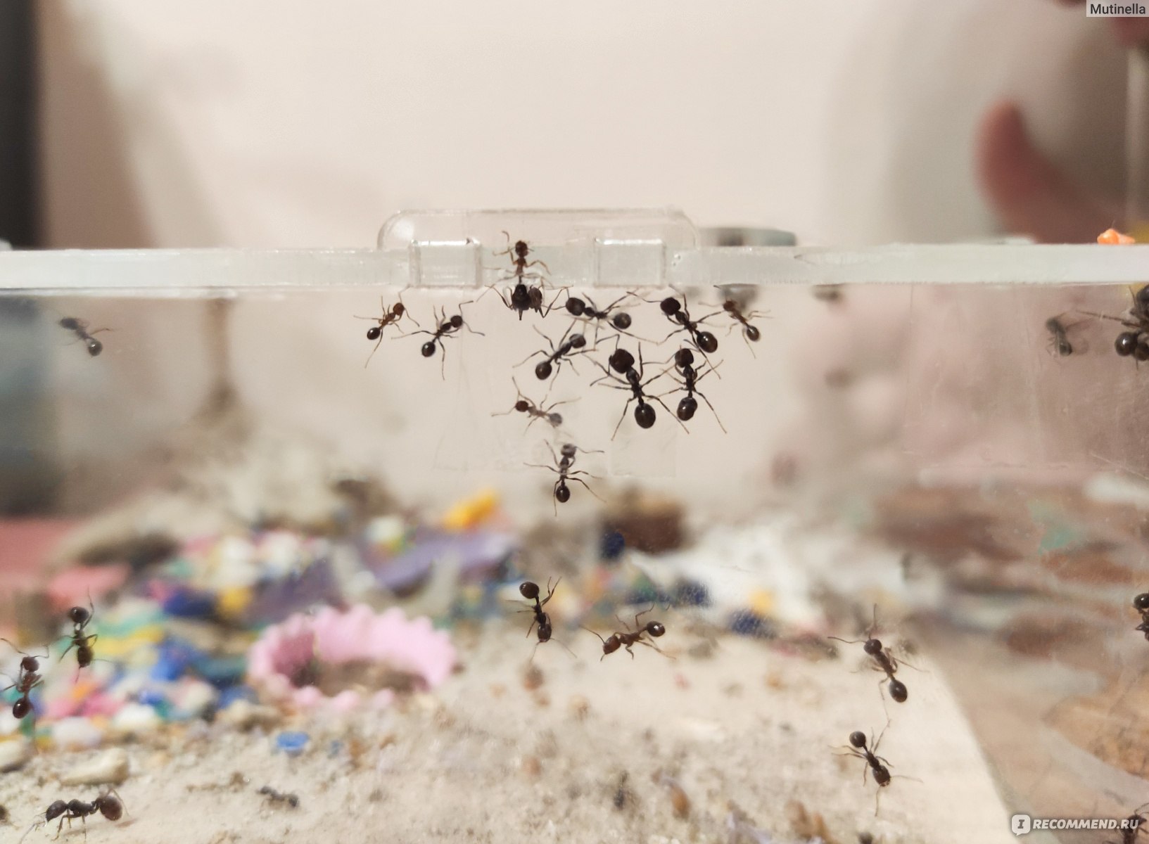 Формикарий Pro-ant Муравьиная ферма SMALL - «Ужасный формикарий Pro-ant, из  которого муравьи разбегаются по всему дому» | отзывы