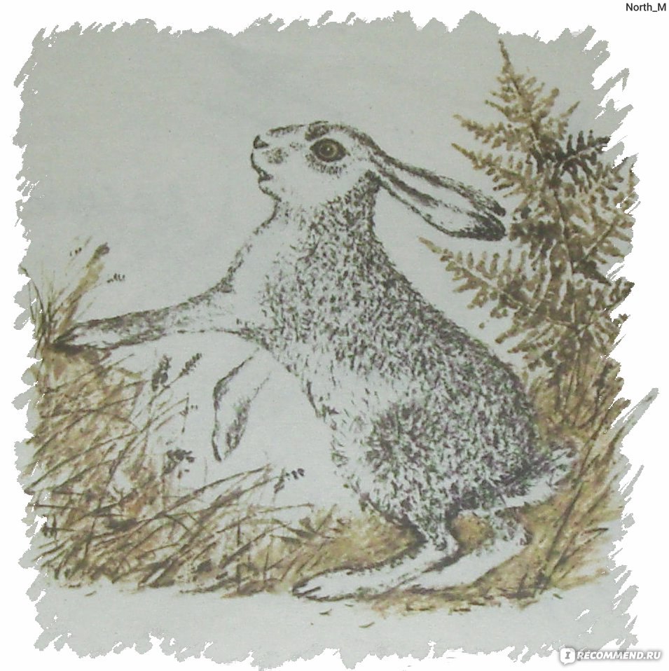 Рисунок к сказке Храбрый заяц - урок ИЗО 3 класс | Простые срисовки | Дзен