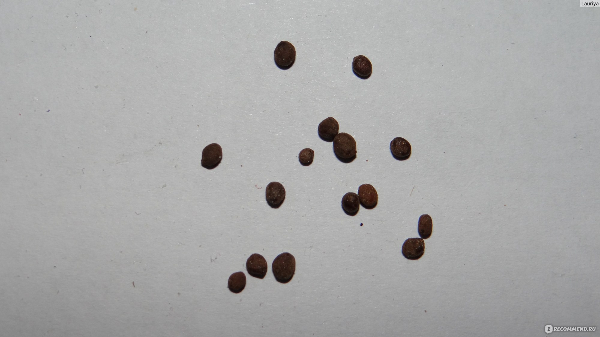 Как выглядят семена бальзамина садового фото