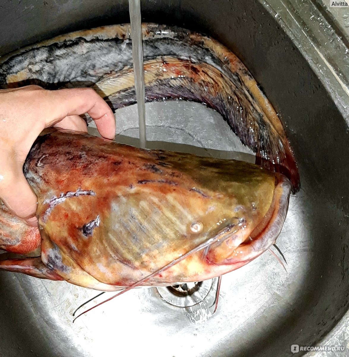 Рыба Сом обыкновенный - «Потрясающе вкусная рыбка! Высокая пищевая  ценность, нежный вкус, легкость приготовления.... Это всё о нём - сом  обыкновенный, но он такой необыкновенный!!)))» | отзывы