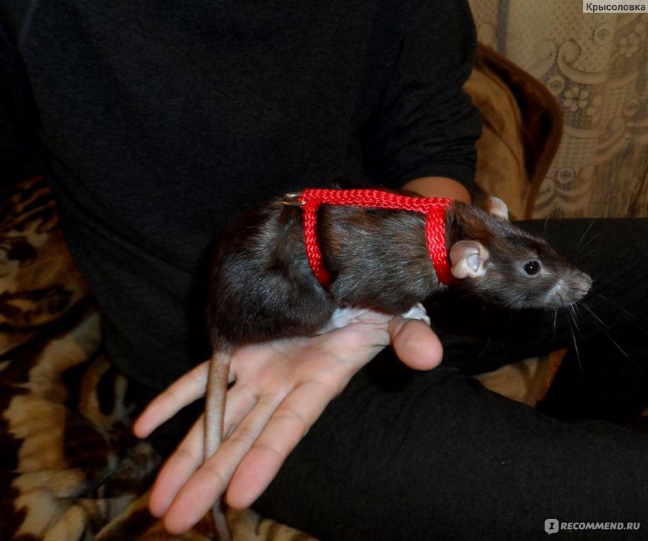 Шлейка для крысы: ТОП 14 крутых разновидностей (фото и выкройки)