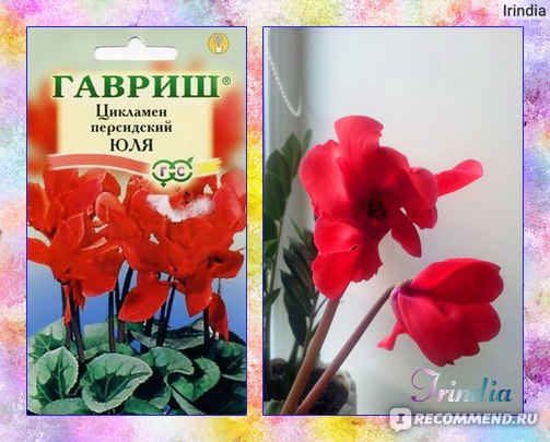 Цветы, украшения, подарки из холодного фарфора в Москве