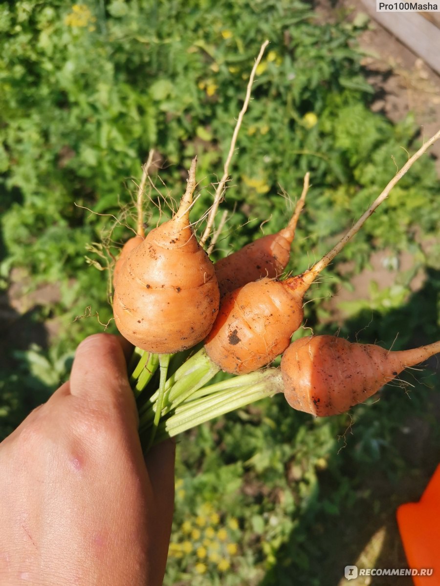 Морковь Полярная клюква отзыв 