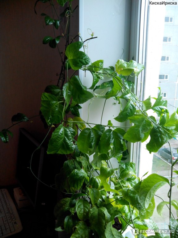 Маракуйя фото как вырастить в домашних условиях из семян