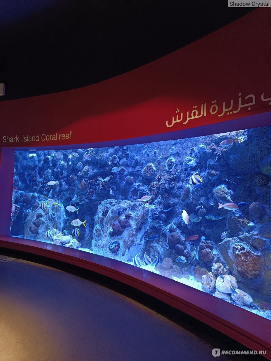 Аквариум г. Шарджа (Sharjah Aquarium) - «Прекрасный океанариум без толп  туристов, истинное удовольствие и всего за 25 дирхам (против 100 в Дубае)»  | отзывы