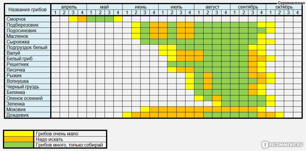 При какой температуре растет. Календарь грибника средней полосы России. Таблица роста грибов по месяцам. Таблица сбора грибов по месяцам. Таблица грибов когда растут.