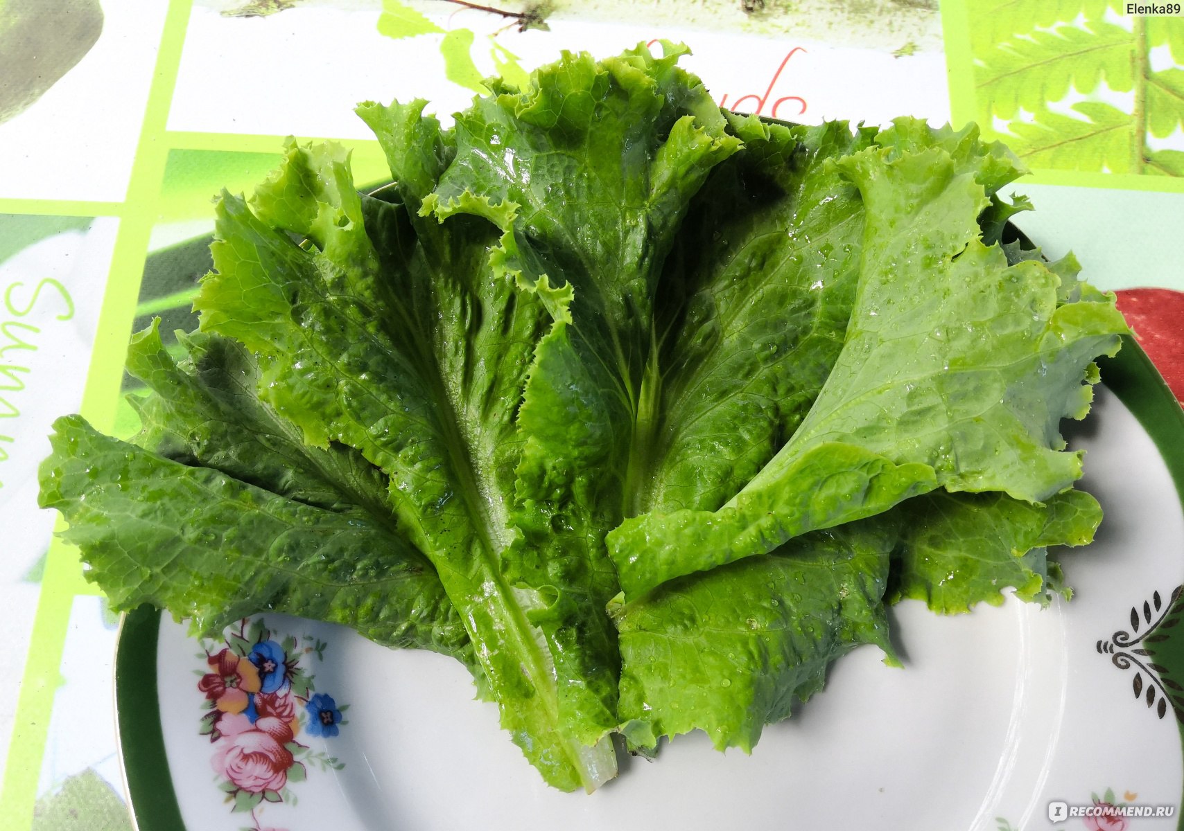 Сорта салатов листовых с фото