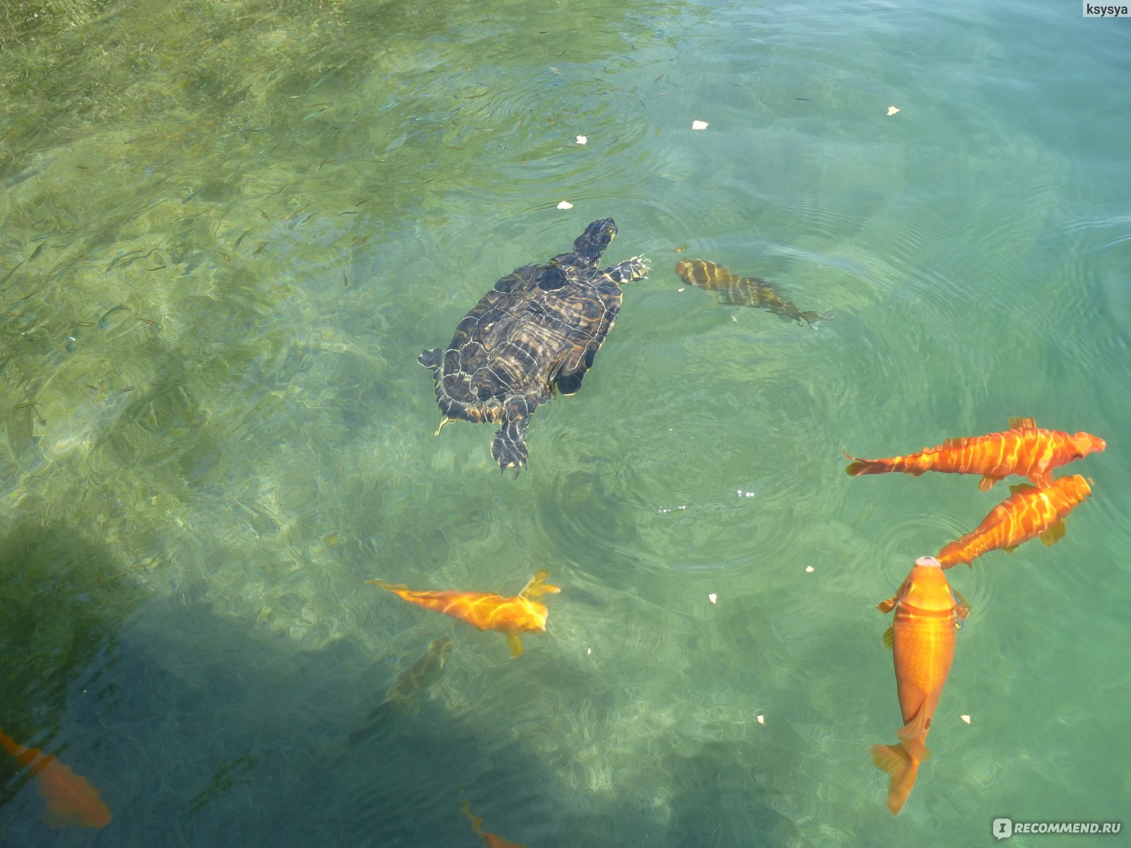 Озеро Курнас черепахи