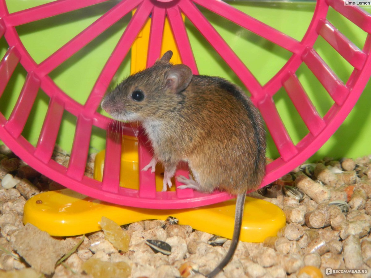 Полевая мышь - «Полевая мышка может быть отличным домашним питомцем.Для  тех,кто любит грызунов,особенно мышек и крыс полевая мышка станет хорошим  другом :) А теперь у меня живёт уже две полевые мышки!» |