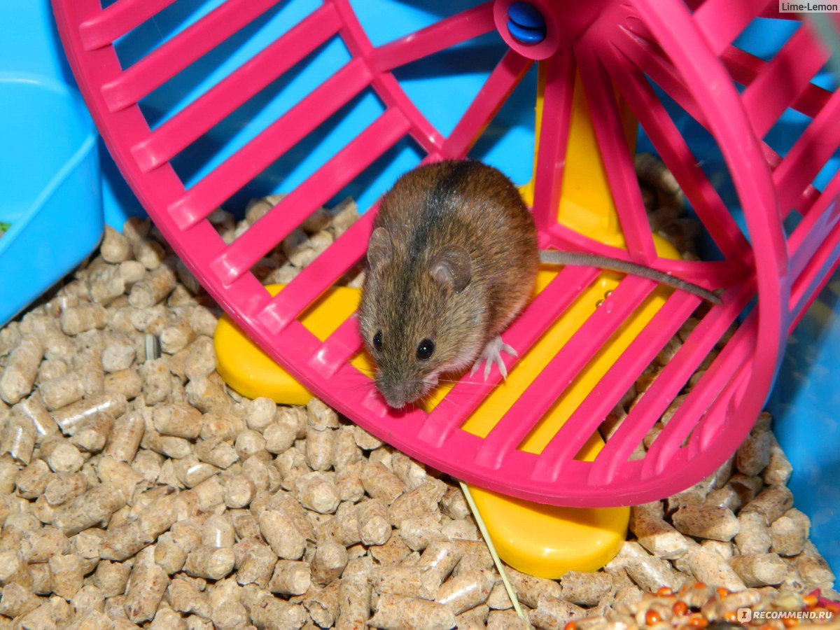 Полевая мышь - «Полевая мышка может быть отличным домашним питомцем.Для  тех,кто любит грызунов,особенно мышек и крыс полевая мышка станет хорошим  другом :) А теперь у меня живёт уже две полевые мышки!» |