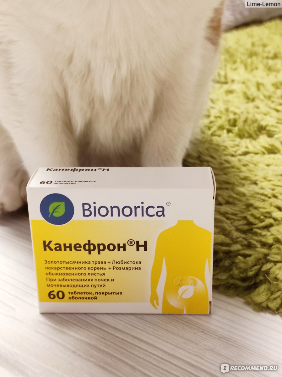 Растительный лекарственный препарат Bionorica КАНЕФРОН Н в таблетках -  «Помог вылечить кота при запущенной озм » | отзывы