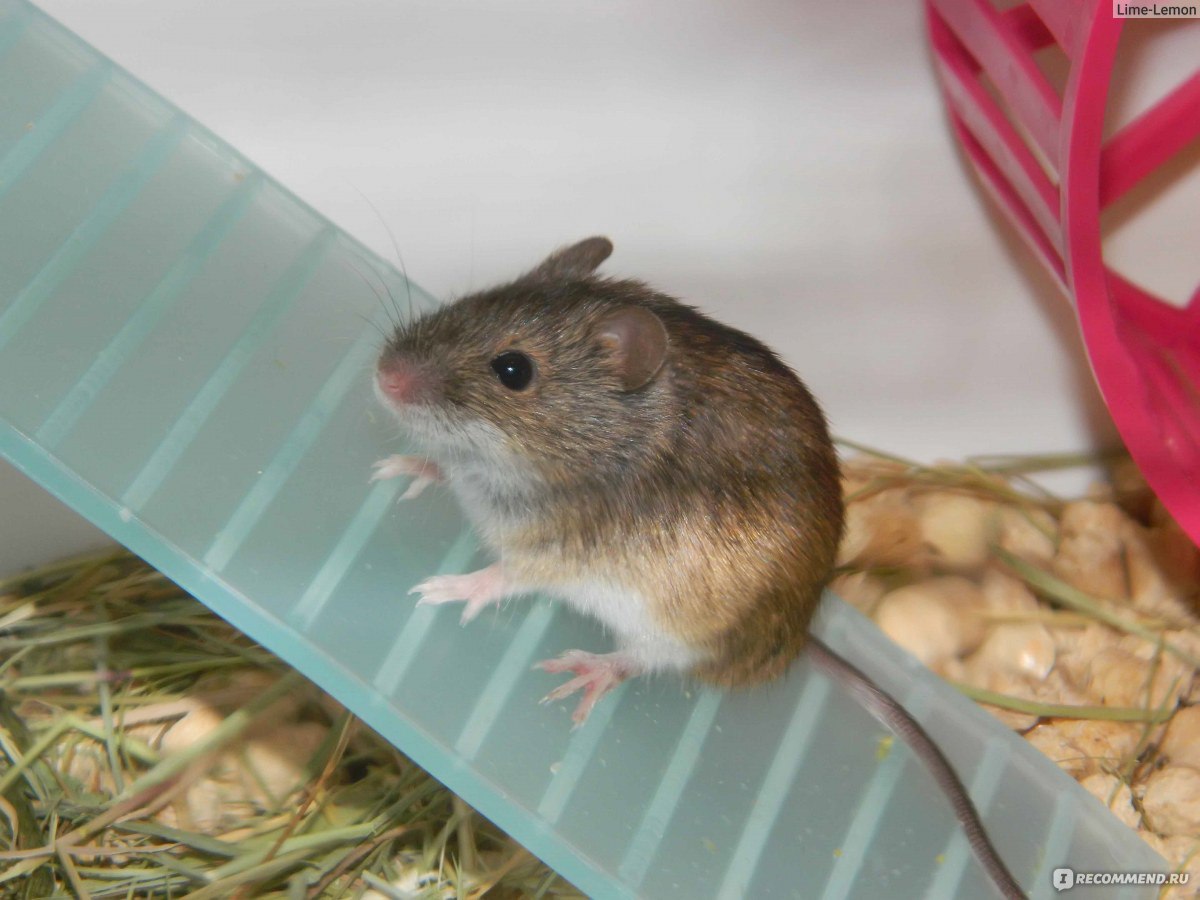 Японская карликовая мышь — особенности породы