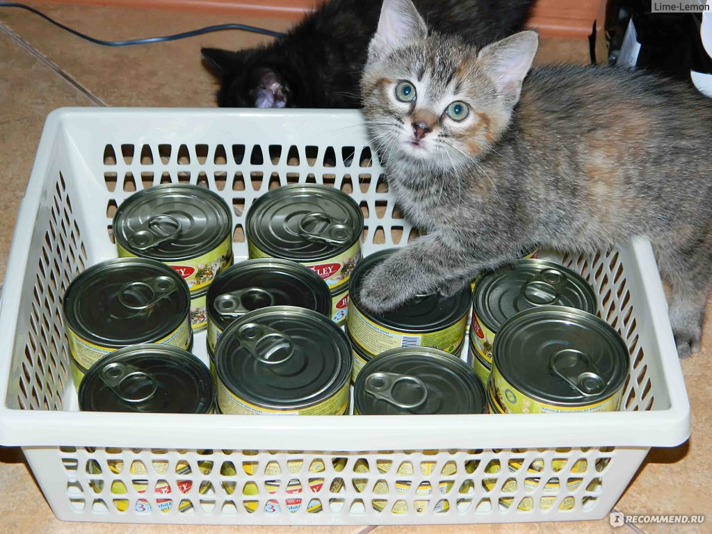 Можно кормить котят детскими смесями. Подкармливать кошек. Овощи для корма кошек и котят. Еда для котят 2 месяца. Котик и детское питание.