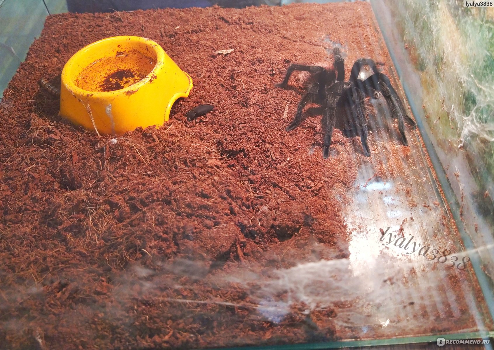 фото живых пауков