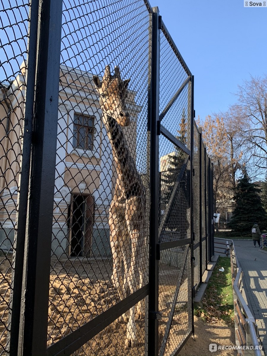 Московский зоопарк, Москва - «Московский зоопарк - цены, советы и  впечатления ? ? ? » | отзывы