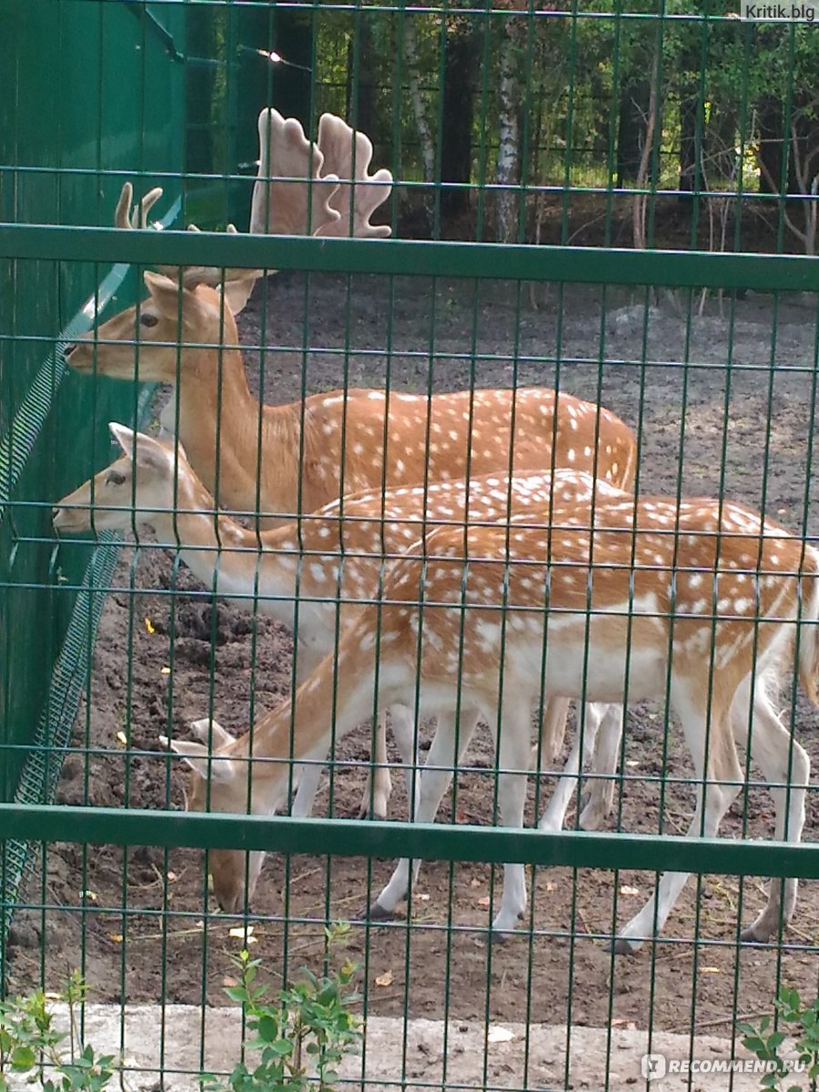 зоопарк в белгороде официальный