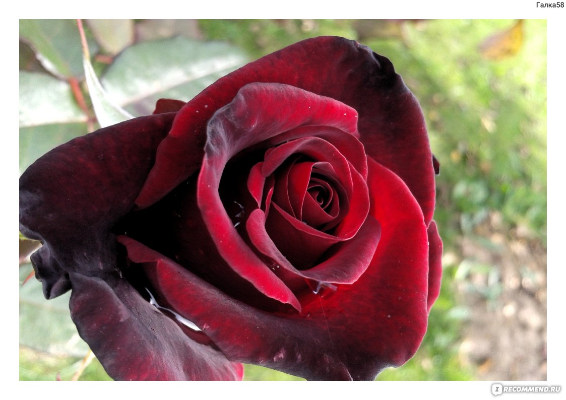 Розы Флорибунда - «Роза флорибунда — обильноцветущая, без всяких сомнений.»  | отзывы