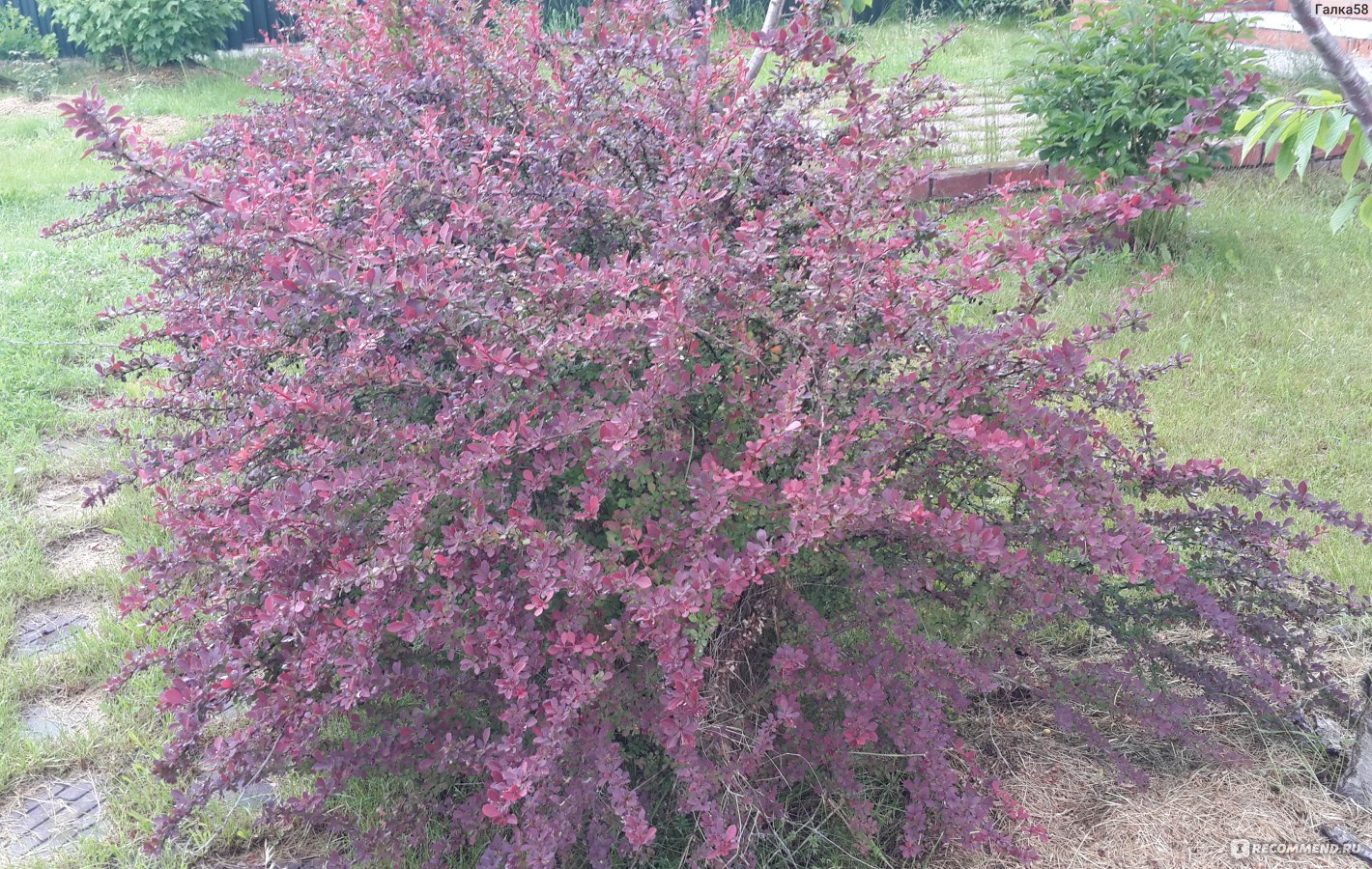 55. Барбарис обыкновенный 'Atropurpurea' Berberis vulgaris Atropurpurea Regel