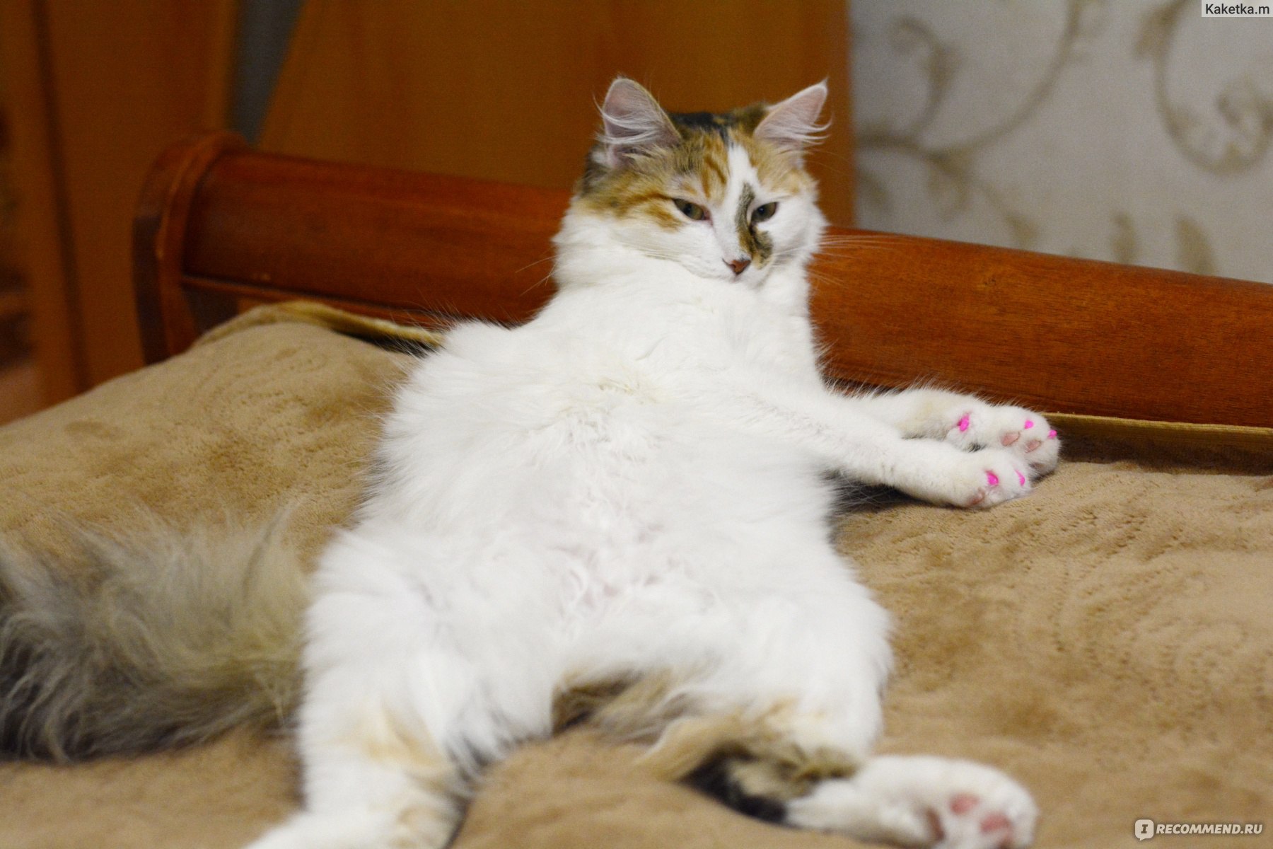 Кошка после стерилизации упала с дивана