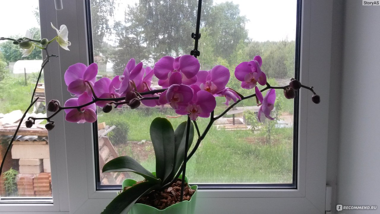 Орхидея Компилейшн: описание сорта, характеристики, посадка, выращивание, отзывы