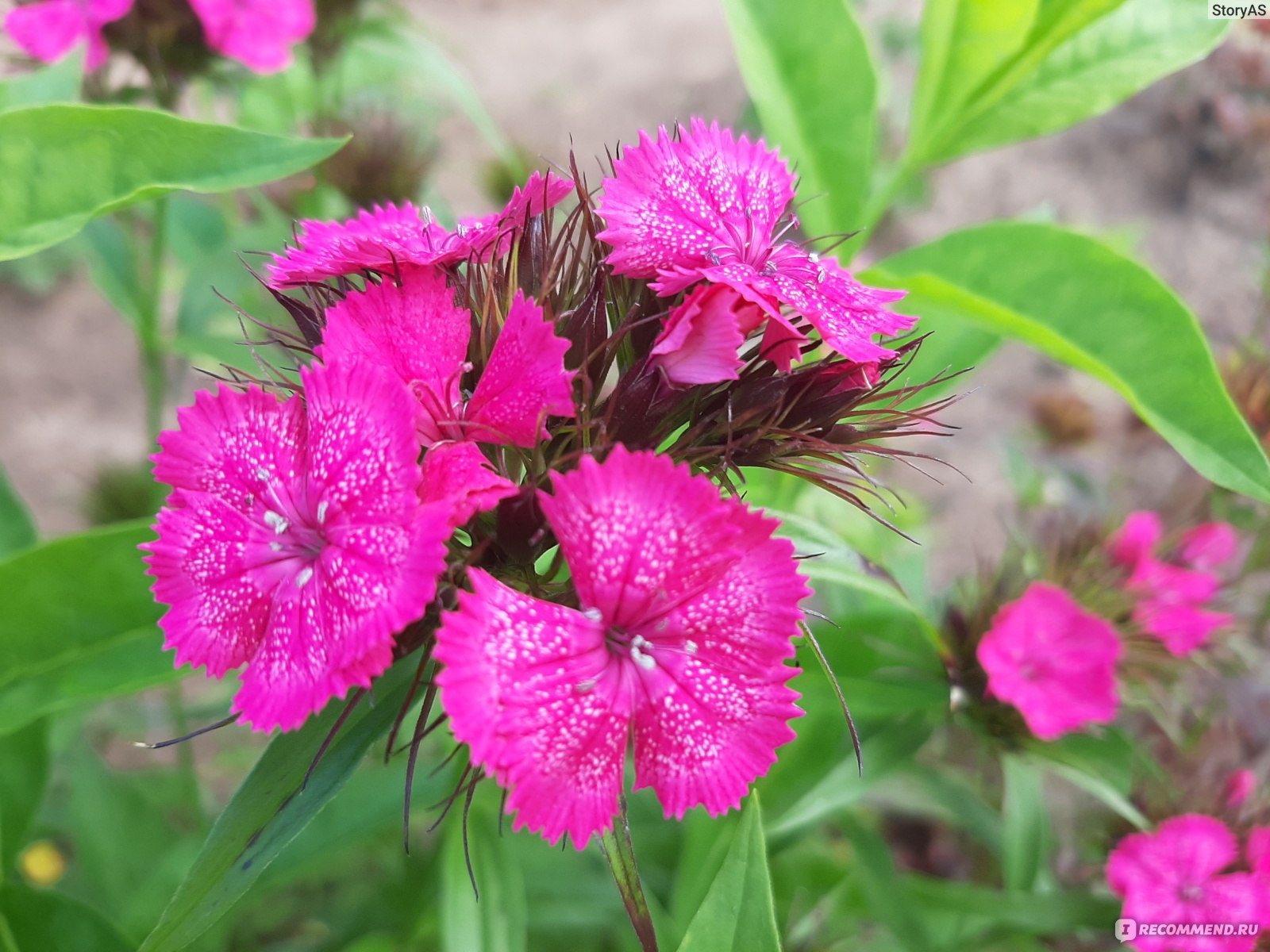 Турецкая гвоздика ( Dianthus barbatus) - «В этом году гвоздика просто  спасает мою клумбу! Неприхотливый и очень красивый цветок, которому не  страшно даже очень холодное лето. » | отзывы