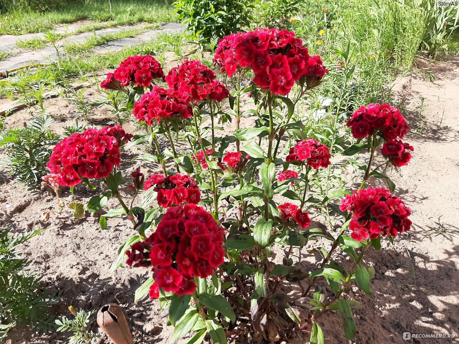 Турецкая гвоздика ( Dianthus barbatus) - «В этом году гвоздика просто  спасает мою клумбу! Неприхотливый и очень красивый цветок, которому не  страшно даже очень холодное лето. » | отзывы